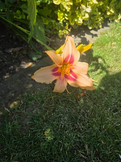 This is a medium shot, high-angle, natural light photograph of an orange lily with dark pink markings on its petals. The lily is in the foreground, slightly to the left of center, and its petals are unfurled. The center of the lily shows yellow stamens. To the left of the lily is a bush with variegated green and yellow leaves. The background is filled with green grass, and the dappled sunlight suggests it is daytime, likely morning or afternoon, with shadows cast by unseen foliage. The setting appears to be a garden or park. There is no text visible in the image. The scene conveys a sense of natural beauty and tranquility.
