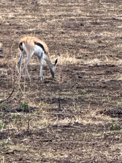 A Thomson's gazelle leaps against a background of dry, tan-colored vegetation. Its body is predominantly light brown, with a distinctive black stripe along its flank. The animal's legs are tucked up, suggesting mid-leap. Its head is angled forward, and the overall image creates a sense of motion and agility within a natural, arid environment. The vegetation provides a blurred, textured backdrop.