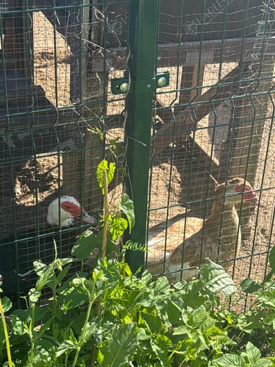 This image, captured in the city of Šķēde, Latvia, presents an outdoor scene featuring a fenced animal enclosure under clear, bright sunlight. In the immediate foreground, dense green foliage, comprising various plant species with broad and serrated leaves, rises from the ground, partially obscuring the base of the fence. A slender wooden stake is visible amidst this vegetation.
A dark green wire mesh fence, characterized by a grid pattern of thin metal wires, spans horizontally across the middle of the frame, separating the viewer from the enclosure. A prominent vertical green metal post, possibly part of a gate frame, is situated centrally along this fence line. Entangled with the fence around this post are thin, dry vines. A small, bright green latch mechanism with a metallic knob is affixed to the central green post.
Inside the enclosure, the ground consists of dry, light brown soil or sand, upon which strong shadows from the wire mesh fence are distinctly cast, indicating direct overhead sunlight. Two ducks, identifiable by their prominent red facial caruncles, are present within this area. On the left side, a white duck with red facial markings is visible, appearing to be resting on the ground. On the right side, a light brown or tan duck, also displaying red caruncles around its eyes, stands or rests, facing towards the right. In the background of the enclosure, partially visible wooden structures, including vertical posts and horizontal planks, suggest a shelter or other internal construction. A partial white text overlay of "HARLE" and "www.harlequ" is visible on a dark, flat surface in the upper background of the enclosure, indicating branded material.