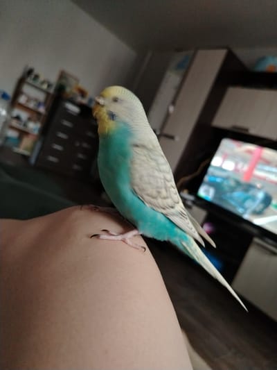 A blue and white budgerigar perches on a person's arm. The bird has a yellow head, blue chest, and patterned wings. The person's skin tone is light. In the background, there is a television displaying a colorful image, furniture, and a bookshelf filled with various items. The location is not explicitly discernible as Yaroslavl', Russia, based on the visual information.