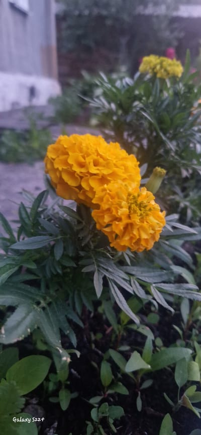 This is a close-up, horizontal, eye-level shot of two bright orange marigold flowers in bloom, positioned in the center of the frame. The flowers are detailed with ruffled petals. To the left of the marigolds, slightly out of focus, are more flowers, some appearing yellow and others pink. The background is a mix of dark soil and green foliage, with some smaller plants visible on the right side. The lighting suggests it might be an overcast day or early morning/late afternoon, as there are no strong shadows. The scene is outdoors, likely in a garden setting. There is no discernible activity or event taking place, it is a static nature shot. In the lower right corner, white text reads "Galaxy S22+". The location context is Myski, Russia.