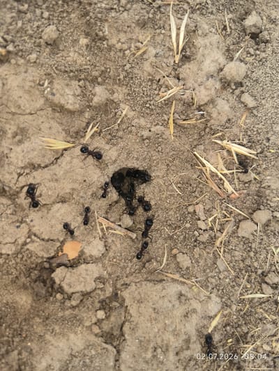 The image shows a close-up, overhead view of ants on dry, cracked soil. There are several black ants scattered around a central dark clump, which appears to be some sort of debris or food source. Some dried grass stalks are also visible on the ground. The timestamp "02.07.2026 08:04" is visible in the bottom right corner, indicating the date and time the image was captured. The location is identified as Kattasu, Uzbekistan.