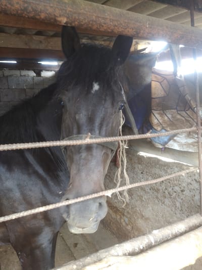 A close-up, eye-level shot captures a black horse in a stall. The horse's head is the primary focus, with its ears perked and eyes visible. A white diamond-shaped marking is present on its forehead. The horse appears to be wearing a halter with frayed rope accents. The background reveals a rustic stall constructed with wooden beams and corrugated metal roofing. Sunlight streams in from an opening, creating bright highlights and casting shadows. Part of a brick wall is visible to the left. The ground inside the stall is rough and appears to be a mix of dirt and concrete. The scene is framed by thick, rusty metal bars in the foreground, suggesting the horse is behind a barrier.