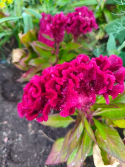 This is a close-up photograph of a vibrant fuchsia-colored celosia flower. The flower has a distinctive crested shape, appearing soft and velvety with ruffled petals. The background is blurred, but shows hints of green foliage and dark soil, suggesting an outdoor garden setting. The image does not provide any information about the city of Ak-Tektir, Kyrgyzstan, as it focuses solely on the floral subject.
