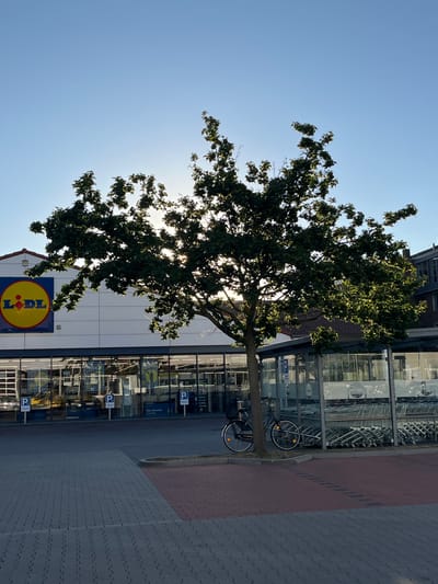 A full shot captures the exterior of a Lidl supermarket in Neuss, Germany, under a clear blue sky. The building's facade is white with large glass windows. A prominent yellow and red Lidl logo is visible on the left side of the building. In front of the store, a tree with lush green foliage stands prominently, its branches partially obscuring the sun. Sunlight filters through the leaves, creating a dappled effect. To the right of the tree, a black bicycle is parked. A row of shopping carts is neatly arranged under a covered shelter. The foreground features a paved area with interlocking gray bricks and a section of red bricks. The scene is peaceful and depicts a typical day at a supermarket.