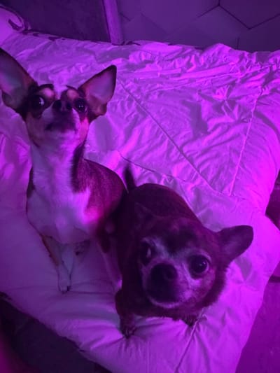 Two small dogs, possibly Chihuahuas, are sitting on a white, rumpled duvet in a room illuminated by purple lighting. The dog on the left is a lighter brown and white with large ears, looking up and slightly to the left. The dog on the right is darker brown with a graying muzzle and is looking directly at the camera. The background shows a textured ceiling and wall. The scene appears to be indoors, likely in a bedroom. There are no discernible features that would place this image specifically in Tokaryovo, Russia; it's a generic indoor setting.