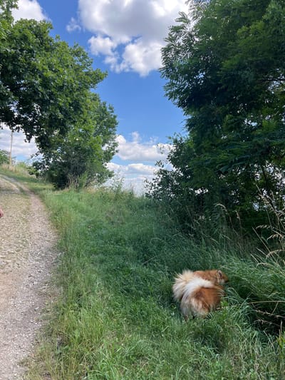 An outdoor, eye-level, vertical shot captures a rural scene in Karniowice, Poland, on a bright, sunny day with scattered white clouds. The foreground is dominated by a dirt path curving to the left, bordered by tall, lush green grass on the right. Partially obscured by the grass, a light brown and white fluffy dog is foraging, its hindquarters and bushy tail prominently displayed. Trees with dense green foliage line the sides of the path, framing the sky. The overall impression is one of a natural, serene environment.