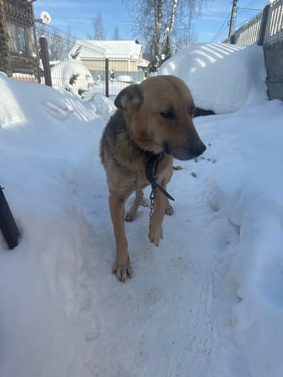 The scene captures a medium-sized dog standing on a snow-covered path in Matveevskoe, Russia. The dog exhibits a tan and dark brown coat, with prominent dark markings on its head and back. It wears a dark collar equipped with a metal buckle and a segment of chain, and is oriented slightly to the viewer's left. The ground consists of packed snow, forming a defined pathway, with some small, dark debris scattered on its surface. To the left of the path, a wooden building with a window and a satellite dish is visible, partially obscured by a metal fence. To the right, a significant snowdrift has accumulated against a concrete structure. The background features additional snow-covered terrain, bare deciduous trees, and distant building roofs under a clear blue sky, indicating bright daylight conditions. No other persons or animals are present or interacting with the dog.