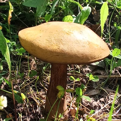 A single, mature mushroom with a tan, convex cap and a thick, brown stem stands in the undergrowth of a wooded area. The mushroom is centrally located in the frame, with its cap slightly tilted. The surrounding environment consists of green foliage, dry leaves, and soil. Small green plants, possibly clover, are visible at the base of the mushroom and scattered throughout the scene. The lighting suggests it is daytime, with sunlight casting shadows. The location is identified as a forest in Ivanaevo, Russia. There are no people or animals present in the image.