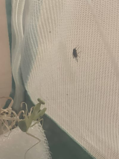 A light green praying mantis is positioned in the lower left of the frame, gripping a white textured material. To its right, the mantis's forelegs are raised, suggesting readiness. In the mid-right of the image, a small dark fly is perched on a white mesh surface. The mesh has a distinct chevron pattern. The background consists of a soft, diffused light. The location of Sankt Anton im Montafon, Austria is not determinable from the visual evidence in the image.