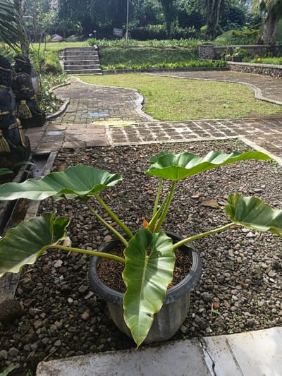 A lush green plant in a black pot sits amidst a bed of small, gray gravel. The plant features large, broad leaves with prominent veins and slightly wavy edges. Behind the plant, a stone-paved area transitions into a grassy lawn. A stone staircase leads upward towards a verdant area with trees in the background. The scene is bathed in natural light, suggesting a daytime setting.