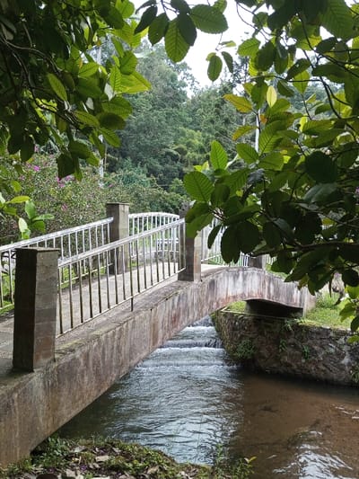 The image depicts a concrete pedestrian bridge spanning a multi-tiered stream within a lush natural environment, likely in Ambositra, Madagascar. The bridge features a textured concrete pathway and light-colored metal railings with vertical balusters, supported by square concrete posts. The stream below flows from left to right, creating small white rapids over several visible steps. The stream banks are reinforced with dark stone walls on the right, partially covered in vegetation, and natural earthen banks with green foliage on the left foreground. Overhead, numerous green leaves from an unseen tree dominate the top and right side of the frame, obscuring part of the sky. In the midground, behind the bridge, dense green foliage, including shrubs with small purple flowers and tall trees, forms a verdant backdrop, suggesting a mountainous or heavily vegetated area. No individuals or specific actions are observed.