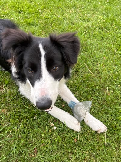 A black and white Border Collie dog lies on a grassy lawn. The dog has its front paws crossed, with a crumpled plastic water bottle partially obscuring them. The dog's head is turned towards the camera, and it appears to be panting. The background consists of a green lawn with small white flowers scattered throughout. The scene appears to be outdoors, possibly in a park or backyard. No specific location within Mārupe, Latvia is identifiable from the image.