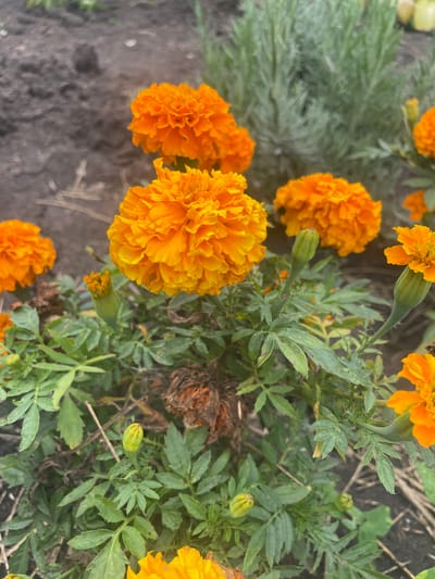 The image shows a close-up view of orange marigold flowers in bloom, with some buds and green foliage. The flowers are in various stages of opening, with dense petals. The background is out of focus and appears to be soil and some muted greenery, possibly other plants or lavender. The lighting suggests it is daytime. The scene is located in the city of Raslovka 1-Ya, Russia. No people or specific actions are depicted.