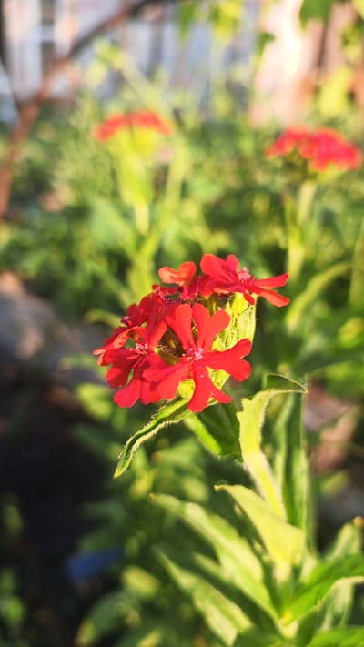 A cluster of small, vibrant red flowers with five notched petals each bloom from a central point, their delicate forms catching the sunlight. The flowers are set against a blurred background of lush green foliage, suggesting a garden or natural setting. The image is sharply focused on the red flowers, drawing the viewer's eye to their intricate details, such as the fine veins on the petals and the fuzzy texture of the surrounding leaves. The lighting indicates it is likely daytime, with soft shadows and bright highlights. The scene does not contain any people or specific landmarks identifiable as being in Pavino, Russia.