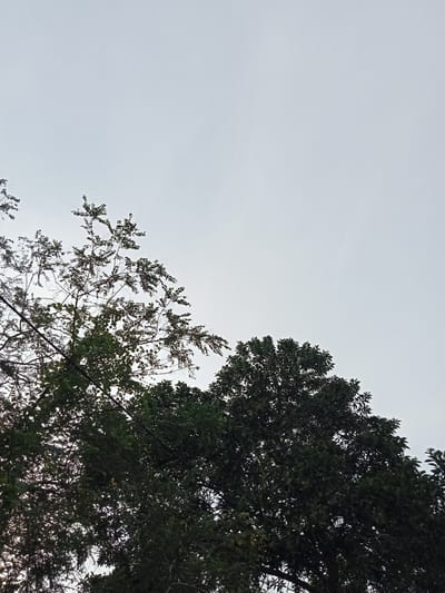 A low-angle shot captures the top branches of two trees against an overcast sky. The tree on the left has thinner branches and sparse, small leaves, allowing more of the sky to show through. The tree on the right is denser, with larger leaves and a fuller canopy. The sky is a uniform pale gray, indicating a cloudy or foggy day. The image appears to be taken in Kualu, Indonesia, possibly in a park or natural area. There are no people or animals visible in the frame. The scene is peaceful and serene, with the focus on the natural elements of trees and sky.