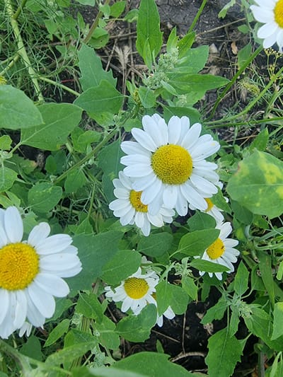 A close-up, eye-level, vertical outdoor shot captures a cluster of white daisies with bright yellow centers, nestled amongst lush green foliage and dark soil. The daisies are in various stages of bloom, with some fully open and others partially unfurled. The background is a blur of green leaves and stems, with hints of dry grass and dirt. The lighting is natural, suggesting an overcast day or dappled sunlight. The image appears to be taken in a natural setting, possibly a garden or a field in Sabancheevo, Russia. There are no people or animals visible in the frame.