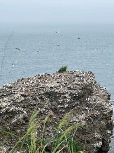 The image depicts a rocky outcrop covered in numerous seagulls, with the ocean visible in the background under a hazy sky. The outcrop is located in the city of Tikhoe, Russia. Many seagulls are perched on the rocks, while others are in flight above the water. The water is calm with subtle ripples. The shoreline of the rocky outcrop appears to be partially covered in white guano, indicating a nesting or resting area for the birds. A faint line, possibly a buoy line or debris, is visible on the water's surface in the distance. Green grass and reeds grow in the foreground, obscuring some of the lower portion of the rocky outcrop. The overall scene is natural and coastal, characterized by the presence of seabirds and their habitat.