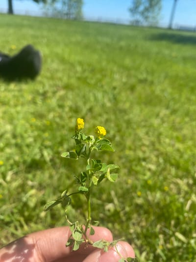 A close-up shot focuses on a small plant with yellow flowers held by a hand in the foreground. The plant, likely a type of clover, has small, heart-shaped leaves and two clusters of tiny yellow blossoms. The background is a blurred expanse of green grass, suggesting an outdoor park or lawn setting. A dark, out-of-focus object, possibly footwear, is visible in the upper left portion of the frame. The scene is illuminated by natural daylight. The location is identified as Ajax, Canada.