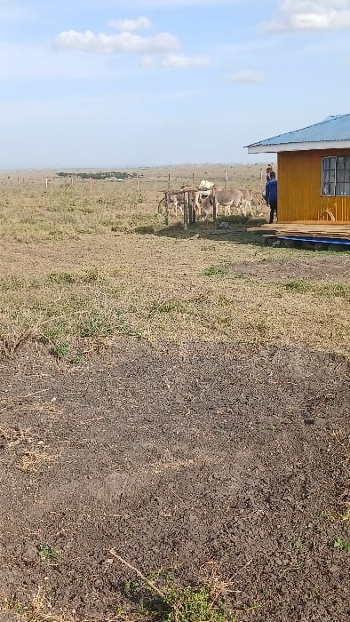 The image displays an arid, open landscape in Kaputiei North ward, Kenya, under a pale blue sky with scattered white clouds. The foreground consists of dry, dark brown soil mixed with sparse patches of light green and desiccated yellow vegetation. To the right, a single-story wooden building with light brown or yellow paneling and a blue corrugated metal roof is visible. A dark-framed window is present on the building's visible side. One individual, dressed in a blue top and dark pants, stands partially obscured next to the right side of the building, facing away from the camera. To the left of the building, a group of approximately eight donkeys is clustered near a line of wooden fence posts that extends horizontally across the midground. Some donkeys appear to be grazing. In the far distance, a cluster of trees or structures is visible on the flat, expansive horizon, suggesting a distant settlement.