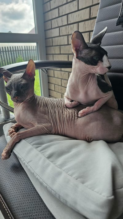 Two hairless cats are sitting on a chair next to a window. The cat in the foreground is dark gray with wrinkled skin, lying on a pillow. The second cat, lighter in color with dark patches on its head and back, is sitting on the back of the first cat, facing to the right. Behind them is a brick wall. The scene appears to be indoors, by a window, with a view of a fence and greenery outside. The specific location in Shud'ya, Russia, cannot be determined from the image.