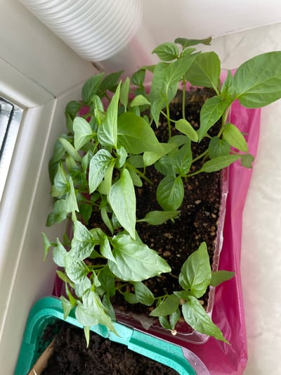 A high-angle shot captures multiple vibrant green seedlings, likely pepper plants, growing in two containers on an indoor windowsill. The primary container, centrally located, is a clear plastic receptacle lined with a bright pink plastic bag, filled with dark, rich soil. Numerous small plants with smooth, oval to pointed leaves are densely packed within this container, their stems reaching upwards.
To the right, a portion of a second, green plastic container is visible, also holding soil and some seedlings. On the left side of the frame, a segment of a white, ribbed flexible hose or tube is partially visible, resting on the white windowsill. The background is softly lit and out of focus, suggesting an indoor setting with natural light, likely from a window. No discernible activity beyond the static growth of the plants is shown. There is no visible text in the image. The scene conveys a sense of early-stage gardening or plant cultivation indoors.
