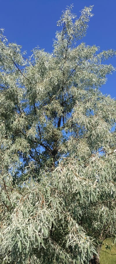 The image is an outdoor, eye-level shot of a large, leafy tree against a clear blue sky. The tree branches are dense with long, narrow, silvery-green leaves, some appearing to have a slight shimmer. The leaves are clustered closely together, obscuring much of the tree's trunk and branches, but the dark, textured bark is visible in places. Sunlight filters through the foliage, creating areas of both light and shadow. In the lower right corner, a small patch of dry, green grass is visible, suggesting a natural outdoor setting. There are no people or animals present in the frame. The overall impression is one of natural growth and vibrant greenery under a bright sky.