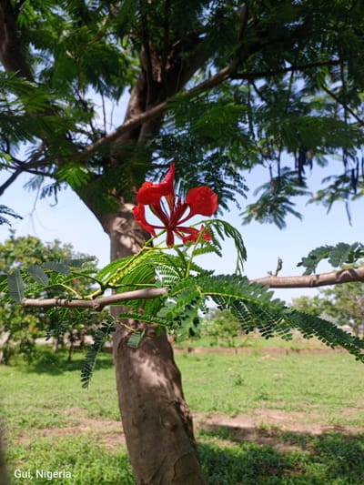 A vibrant red flower, possibly a Royal Poinciana, is in sharp focus in the foreground, its delicate petals unfurling against a backdrop of lush green foliage and a clear blue sky. The flower is positioned on a branch that extends horizontally across the frame, with smaller, feathery green leaves surrounding it. Behind the branch and flower, a large tree trunk with rough bark dominates the left side of the image. The middle ground features a grassy field with patches of dry earth and some scattered vegetation, suggesting an outdoor, possibly rural or park-like setting. The sky is a uniform light blue, indicating a bright, sunny day. The bottom left corner of the image contains text that reads "Gui, Nigeria," identifying the location as Gui in Nigeria. There are no people visible in the image, and the focus is entirely on the natural elements. The overall impression is one of natural beauty and tranquility under a clear sky.