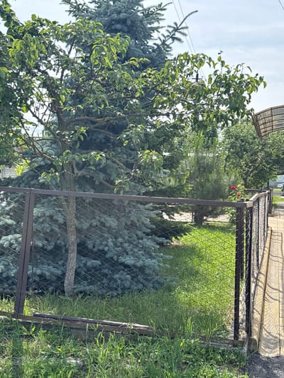 The image captures a sunlit outdoor scene, likely a residential backyard in Nogir, Russia, given the context. A wire mesh fence with a dark metal frame runs horizontally across the mid-ground, separating the viewer's perspective from the yard. To the left of the fence, a large blue spruce tree dominates, its dense needles creating a cool-toned backdrop. In front of the spruce, a deciduous tree with green leaves and visible branches stands out. Some small, round fruits are visible on the branches of the deciduous tree, suggesting it may be a fruit-bearing variety. The ground in front of the fence is covered in lush green grass, interspersed with some weeds and clover. Behind the fence, the grass continues, with a single red rose bush blooming near the fence line. Further back, a narrow evergreen tree stands, and beyond that, more trees and foliage create a dense green background. A light-colored, textured pathway or ramp, possibly made of wood or concrete, is visible along the right edge of the frame, casting shadows from an unseen structure above. The sky is a pale blue with wispy white clouds. No people are present in the image.