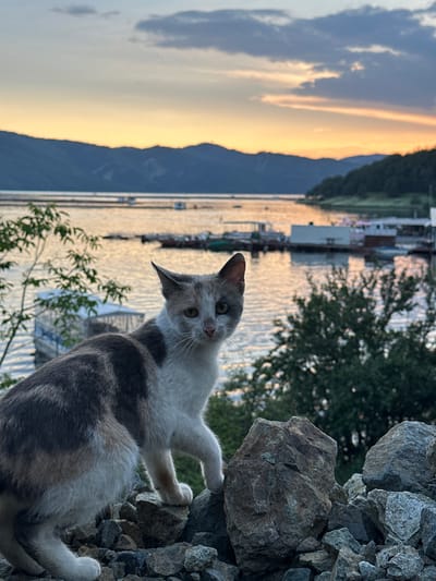 A calico cat, predominantly white with patches of grey and light brown fur, is positioned in the lower-left foreground of the image, looking directly at the camera. The cat is standing on a cluster of dark, angular rocks of various sizes. Behind the cat, a body of water extends into the midground and background, reflecting the warm, golden hues of a sunset. Scattered across the water are numerous boats and several white, rectangular floating structures, consistent with a waterside settlement or activity area. Dark, undulating mountain ranges are silhouetted against the horizon. The sky above transitions from a bright orange-yellow near the horizon to a lighter blue-grey, featuring a few scattered clouds with sunlit undersides. Green foliage is visible to the left and right of the cat, partially framing the view of the water. The scene is located in Brosh, Bulgaria.