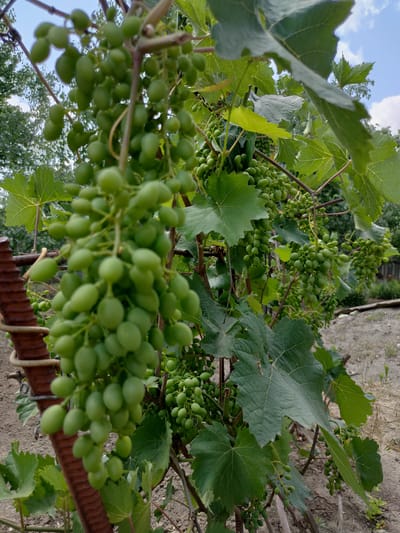 The image depicts a close-up view of a grape vine with several bunches of unripe green grapes hanging from its branches. The vine is supported by a rusted, grooved metal pole on the left side of the frame. Large, green grape leaves are visible throughout the image, some in sharp focus and others blurred. The background shows a slightly out-of-focus garden or yard with dry soil and sparse vegetation. In the distance, trees and a wooden fence are discernible. The sky, with scattered white clouds, is visible in the upper portion of the image. The scene appears to be an outdoor setting, likely a vineyard or garden in Kryukov, Russia, during daylight hours. There are no people or animals present in the image.