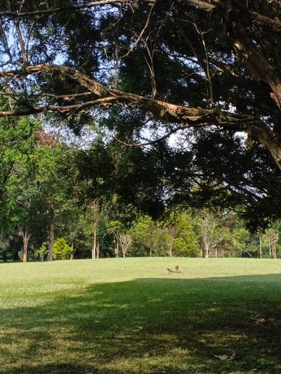 The image captures a serene outdoor landscape in Leuro, Timor-Leste, characterized by lush greenery and natural shade. The foreground is dominated by the sprawling, gnarled branches of a large, mature tree, its dense, dark green foliage creating a natural canopy across the top and right side of the frame. Sunlight filters through the leaves, illuminating patches of the bright, clear sky beyond and casting intricate shadows onto the ground. The tree's bark appears rugged and peeling in some sections, hinting at its age.
Below the massive tree, a vast expanse of well-maintained, vibrant green grass slopes gently upwards. Distinct patterns of light and shadow play across the lawn, indicating a sunny day. In the middle ground of this grassy area, two small, dark-colored objects are visible, possibly fallen branches or small animals like birds, one appearing reddish-brown. Their specific activity is indistinguishable from this distance.
The background features a diverse line of trees, varying in height and shade of green, some with lighter-colored trunks or sparser foliage, suggesting a forest edge or a continuation of a parkland. The overall setting evokes a sense of peace and natural beauty, characteristic of a well-preserved natural environment or a large, cultivated park. The strong sunlight and clear visibility suggest it is daytime, likely mid-morning or late afternoon, with fair weather conditions. There is no visible text in the image.