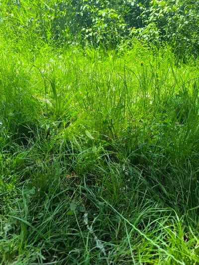 The image shows a patch of overgrown grass and other green vegetation. The grass is a vibrant green color, and it appears to be unkempt. The background is a dense collection of green foliage, suggesting a wooded or overgrown area. The composition is dominated by the varying textures and shades of green, with no specific objects or figures that can be identified. Location: Cannot determine from the image if in Chézenas, France.