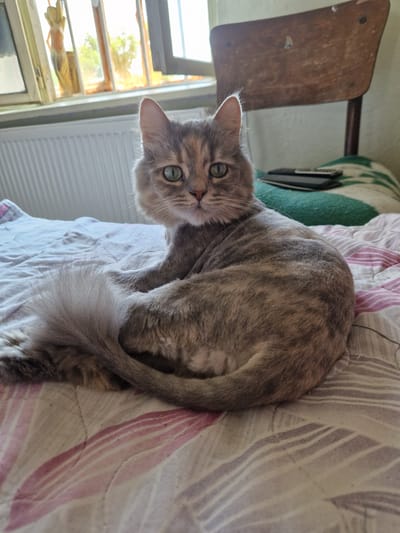 A grey and tan tortoiseshell cat is curled up on a bed with a patterned comforter. The cat is facing the camera with its head slightly tilted. Its eyes are green and its tail is curled around its body. In the background, a wooden chair is visible, as well as a window with a view of trees and sunlight. A radiator is also present under the window. The scene appears to be in a room in Raduvene, Bulgaria.