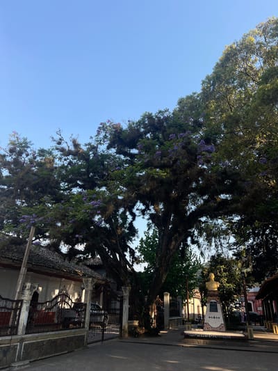 The image shows a street scene in La Esperanza, Honduras. In the foreground, a large tree with light green leaves and some purple flowers dominates the view, partly obscuring a building with an iron fence. In the background are other buildings and trees along the street. The sky is light blue and cloudless. The street is paved.