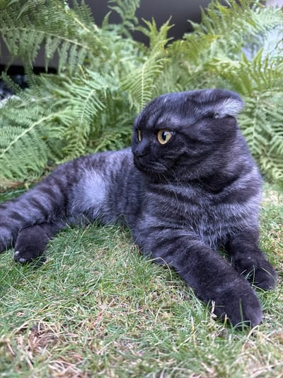A Scottish Fold cat with dark grey tabby markings and yellow eyes is lying on green grass in front of a dense patch of ferns. The cat is positioned on the right side of the frame, facing left and looking away from the camera. Its ears are folded forward. The background consists of lush green ferns. The scene appears to be outdoors, possibly in a garden or park. The location in Creußen, Germany is not discernable from the image.