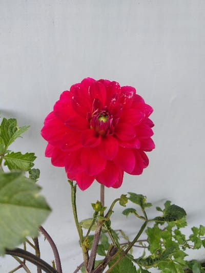 A vibrant fuchsia-red dahlia flower, fully bloomed, is centrally positioned against a light gray, textured wall. The flower exhibits numerous layered petals and a yellowish-green central disc, with small water droplets visible on some petal surfaces. Its sturdy green stem extends downwards, joined by several thinner green stems and green leaves at the lower portion of the frame. Some leaves appear curled, and undeveloped green flower buds are discernible on the thinner stems. The background wall is out of focus. No people, actions, or interactions are depicted. The scene is located in the city of Nathene, Laos.