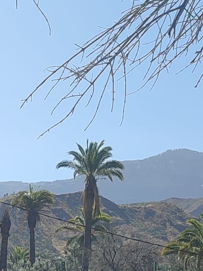 The image depicts a clear, bright day with a bright blue sky above. In the foreground, a cluster of bare tree branches extends into the frame from the top, creating a silhouette against the sky. Below the branches, several palm trees are visible. The most prominent is a large palm tree in the center, with lush green fronds. To its left and right, other palm trees of varying heights and appearances can be seen, some with more slender trunks and others with denser foliage. In the background, rugged, dry hills rise up, creating a layered landscape. The hills are covered in scrub vegetation and appear arid. A thin black wire runs horizontally across the middle of the image, partially obscuring the view of the palm trees and hills. The overall scene suggests a warm, possibly coastal or semi-arid environment, consistent with locations like Santa Lucía de Tirajana, Spain, known for its volcanic landscapes and palm tree-lined areas. There are no people or animals visible in the frame.