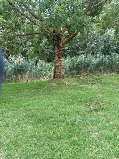 A medium shot captures a tree with a thick, textured brown trunk and mossy bark, its branches laden with green leaves and some drooping, dried vegetation. The tree is situated on a gently sloping grassy lawn. Behind the tree, a dense line of tall, green reeds or marsh grass forms a natural barrier. Beyond the reeds, a backdrop of lush green foliage indicates a wooded area or more vegetation. A few fallen branches and dried leaves are scattered on the grass near the base of the tree and to its right. The scene appears to be in an outdoor, natural setting, possibly a park or a garden, in Bemmel, Netherlands. There are no people or animals visible in the image, nor any overt human activity. The lighting suggests it is daytime with overcast or diffused sunlight.