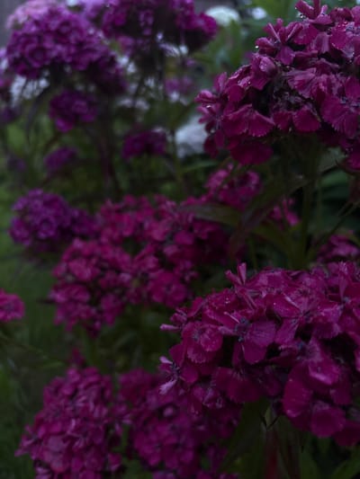 The image displays a close-up view of a cluster of small, deep pink flowers, possibly Dianthus. The flowers are densely packed and appear to be slightly wet, with tiny water droplets visible on some of the petals. The petals are delicate and have a slightly fringed edge. The overall color palette is dominated by shades of deep pink and dark green from the foliage, which is out of focus and creates a bokeh effect in the background. The lighting suggests it might be overcast or taken during dusk, as the scene is dimly lit, casting deep shadows and enhancing the rich color of the flowers. The composition is angled, giving a sense of looking down at the flowers. There are no people, animals, or man-made objects visible in the frame, focusing entirely on the natural beauty of the flowers. The setting appears to be outdoors in a garden or natural environment, consistent with the location context of Shebarshino, Russia, a rural area. There is no visible text in the image. The mood is serene and perhaps a little melancholic due to the dim lighting.