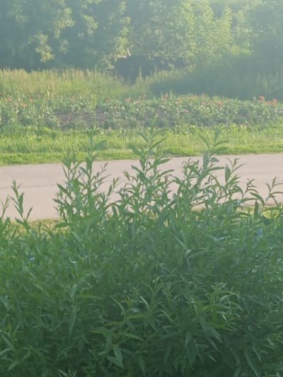 The image shows a dense thicket of green leafy plants in the foreground, obscuring a paved pathway that runs horizontally across the middle ground. Beyond the pathway, a field of low-lying red flowers is visible, interspersed with green foliage. In the background, a dense line of trees forms a dark green backdrop, with a hazy, light green sky above. The scene is bathed in a soft, diffused light, suggesting it may be early morning or late afternoon, or possibly a hazy or foggy day. There are no people, animals, or specific landmarks visible that would definitively place the scene in Krutinka, Russia. However, the overall impression is a rural or semi-rural outdoor setting with a cultivated flower bed.