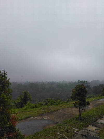 This image captures an outdoor landscape in Cugenang, Indonesia, under heavily overcast and misty conditions. The upper two-thirds of the frame are occupied by a uniform, light grey sky, indicative of fog or low clouds, which obscures the distant horizon. Below, a dense, dark green forested valley extends horizontally, partially veiled by the atmospheric mist. A faint, tall structure, possibly a transmission tower, is barely visible in the far distance within the mist, towards the left of the central horizon. In the foreground, a dark, unpaved or poorly maintained asphalt path, appearing wet in sections, curves from the lower left towards the mid-right. Lush green grass and various types of foliage line both sides of this path. A medium-sized tree with dark green leaves and a slender trunk stands to the right of the path in the mid-foreground. Portions of a tree with reddish-tinted foliage are visible on the far left. Concrete structures are partially visible in the bottom right corner of the frame. No individuals or vehicles are present.
