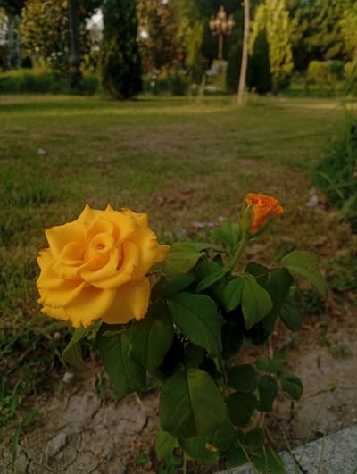 A close-up, eye-level, outdoor shot focuses on a vibrant yellow rose in full bloom, positioned in the lower left of the frame. To its right and slightly behind, a smaller, unopened orange rosebud is visible. Both roses are part of a plant with dark green leaves. The foreground consists of dry, cracked earth and sparse grass. The background reveals a meticulously maintained green lawn, several trees with varied foliage, and in the far distance, a lamp post with multiple globes, suggesting an urban park setting. The lighting indicates it is daytime, possibly late afternoon due to the warm tones.