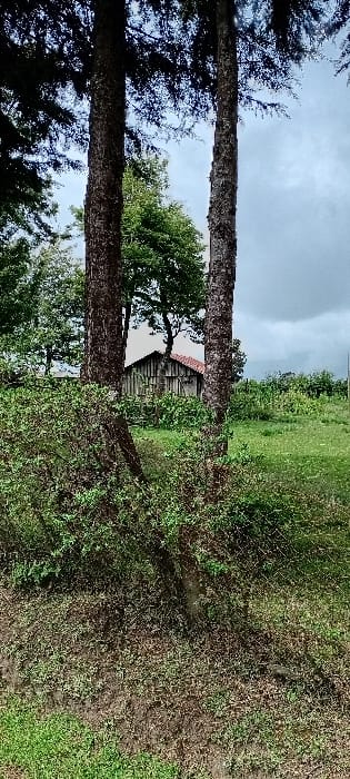 The image captures an outdoor rural scene in Rwanyambo, Kenya, under an overcast sky. Two prominent, dark-barked tree trunks stand vertically in the foreground, framing the central view. Dense green shrubbery and undergrowth with varied foliage occupy the lower and mid-left sections of the foreground. Beyond these foreground elements, a weathered, single-story wooden building with vertical planks and a reddish-brown pitched roof is visible in the midground. The area around the building features open green grassland and cultivated rows of tall green plants, consistent with a field, extending to the right of the frame. Additional trees and dense green vegetation are scattered throughout the midground and background. No individuals, animals, or active elements are present. The lighting is diffuse, indicative of a heavily clouded sky.