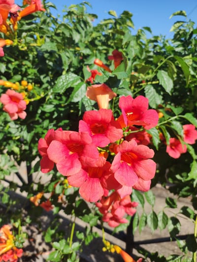 This is a close-up, eye-level shot of vibrant orange-red trumpet flowers blooming on a green vine. The flowers are in sharp focus, with intricate petal details visible. In the background, the foliage of the vine is blurred, along with glimpses of a bright blue sky. The foreground shows a blurred out concrete texture, possibly a pathway or wall. The overall lighting suggests a sunny day. No people or animals are visible. The image was captured in Ledrada, Spain.