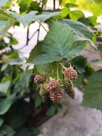 A close-up, eye-level, outdoor shot focuses on a cluster of ripening blackberries on a branch. The berries range in color from green to a deep reddish-brown, with some appearing slightly fuzzy. They are clustered together, with the topmost berries showing the most color. The branch supporting the berries is thin and covered in fine hairs, and a few green leaves, some with serrated edges and prominent veins, frame the fruit. The background is softly blurred, showing more greenery and hints of a light sky or distant structures. The overall impression is one of nature in a temperate environment, likely a garden or natural area within Filippenkov, Russia, in the late stages of summer or early autumn. There are no people or animals visible in the image.
