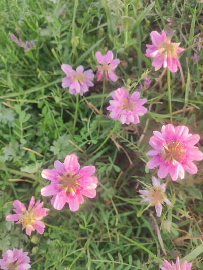 The image shows a close-up, top-down view of several small, pink flowers with green grass and foliage in the background. The flowers have multiple petals and appear to be blooming in a natural setting. The lighting suggests it might be outdoors, possibly during daylight hours. The environment appears to be a grassy area, common in parks or natural landscapes. There are no people or animals visible in the image.