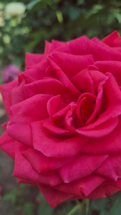 This is a close-up, vertical, portrait-oriented photograph of a bright pink rose. The rose fills most of the frame, with its petals layered and curled inwards towards the center. The background is softly blurred, showing hints of green foliage and possibly other flowers in muted tones. There are no people, animals, or man-made objects visible in the image. The photograph does not provide any information or context about the city of Troițcoe, Moldova, as the scene depicted is a close-up of a flower.