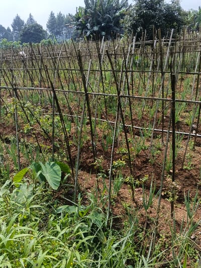 A cultivated field features rows of vertical bamboo poles, interspersed with greenery, presumably crops. Lush vegetation, including broadleaf plants, fills the foreground. Above the field, trees line the horizon, including banana trees. The scene suggests small-scale farming in a lush, possibly tropical environment.