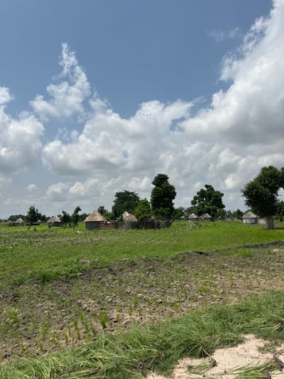 This media file captures a pastoral scene in Garin Dogo, Nigeria. The image is oriented vertically, with the sky occupying the left portion and the landscape to the right. Fluffy white clouds drift across a clear blue sky, suggesting fair weather, likely during the daytime.

The landscape features a cultivated field on the right, with rows of young green crops extending into the distance. The soil appears dark and rich. Adjacent to the field, several traditional thatched-roof huts are nestled amongst lush green trees. These huts, with their distinctive conical shapes, indicate a rural or village setting. The presence of a fence, possibly made of woven branches or wood, suggests the boundary of the settlement.

While no people are explicitly visible in the frame, the presence of the huts and cultivated fields implies human activity and habitation. The overall mood is tranquil and serene, evoking a sense of rural life and connection to the land. The location cues, specifically Garin Dogo, Nigeria, place the scene within a specific geographical and cultural context. No text is visible in the image.
